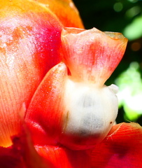 Costus scaber