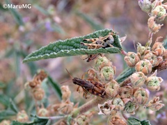 Pyrgomorphidae