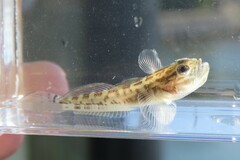 Microgobius gulosus