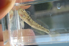 Microgobius gulosus