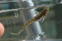 Microgobius gulosus