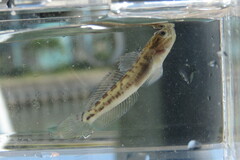 Microgobius gulosus