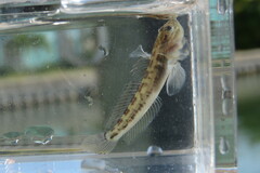 Microgobius gulosus