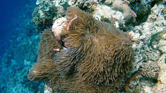 Amphiprion perideraion