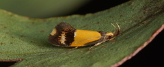 Oecophoridae