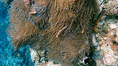 Amphiprion perideraion