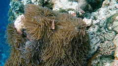 Amphiprion perideraion