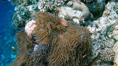 Amphiprion perideraion