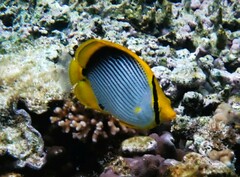 Chaetodon melannotus