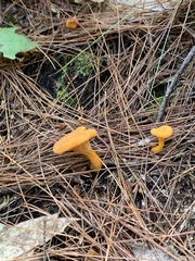 Craterellus ignicolor