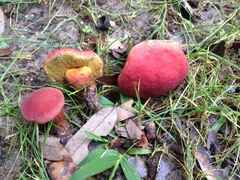 Hortiboletus campestris