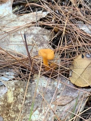 Craterellus ignicolor