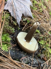Lactarius lignyotus