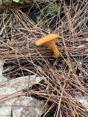 Craterellus ignicolor