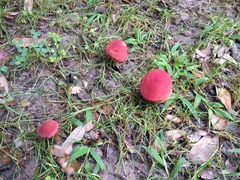 Hortiboletus campestris
