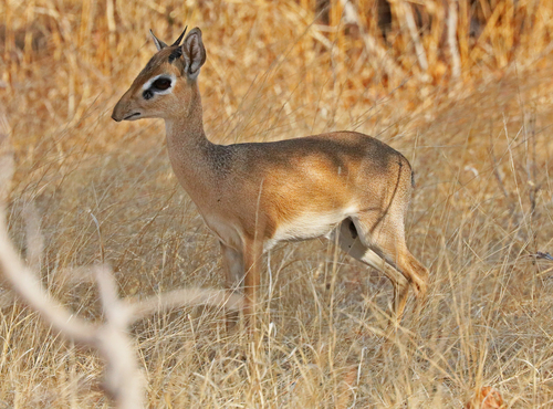 Thomas's Dik-dik (Madoqua thomasi) — Data Deficient Mammalia