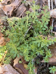 Galium aparine