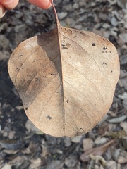 Eucalyptus platyphylla