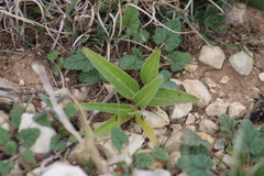 Asclepias asperula
