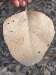 Eucalyptus platyphylla