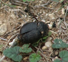 Phyllophaga cribrosa