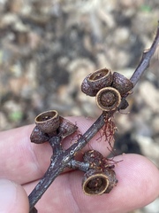 Eucalyptus platyphylla