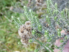 Ozothamnus leptophyllus