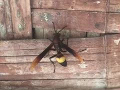 Polistes sagittarius