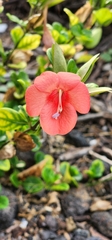 Barleria repens