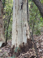 Eucalyptus platyphylla