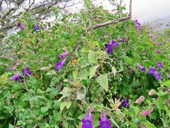 Maurandya barclayana