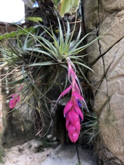 Tillandsia stricta