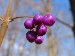 Callicarpa mollis