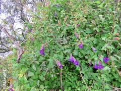Maurandya barclayana