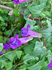 Maurandya barclayana
