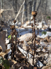 Monotropa