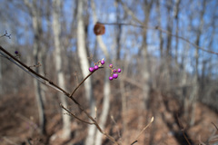Callicarpa mollis