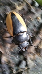 Odontolabis cuvera cuvera