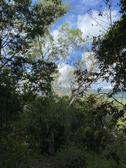 Eucalyptus platyphylla