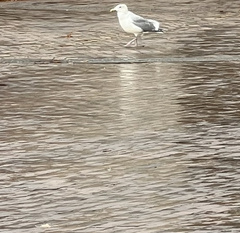 Larus glaucescens × occidentalis