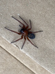 Callobius severus