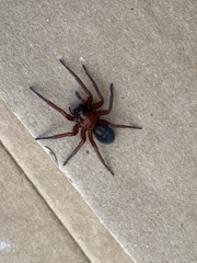 Callobius severus