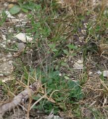 Scutellaria wrightii