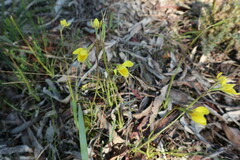Diuris chryseopsis