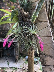 Tillandsia stricta