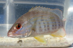 Lutjanus synagris