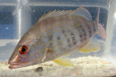 Lutjanus synagris