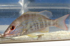 Lutjanus synagris