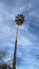 Washingtonia robusta