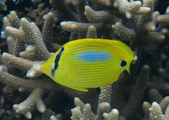 Chaetodon plebeius